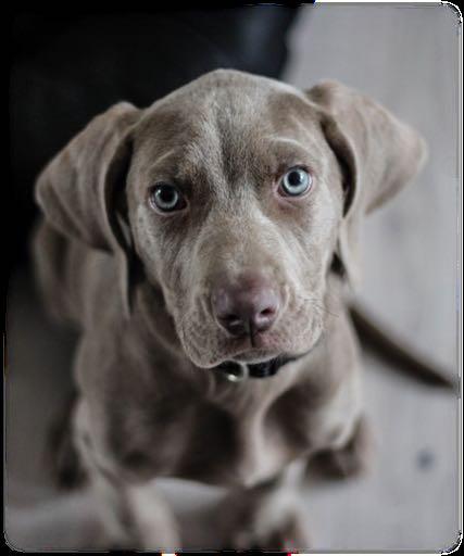 Die Anschaffung eines Hundes Überlegungen vor der Anschaffung wieviel Erfahrungen mit Hund habe ich darf ich einen Hund in meiner Wohnung halten ist meine Wohnung/Haus in der nähe eines