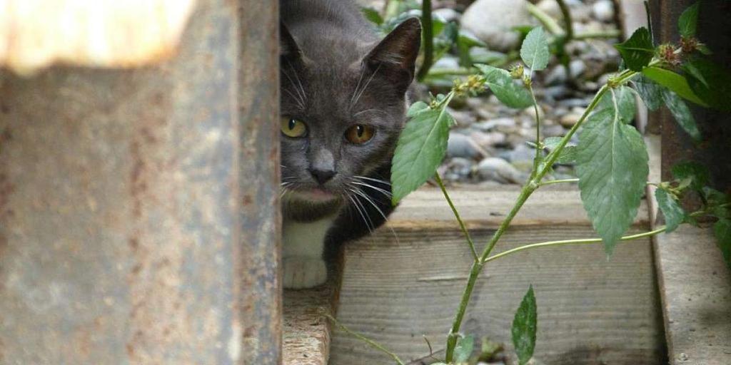 Geliebt, gehasst, getötet Warum Katzenschutz in Deutschland und der Schweiz bitter nötig ist 17.05.