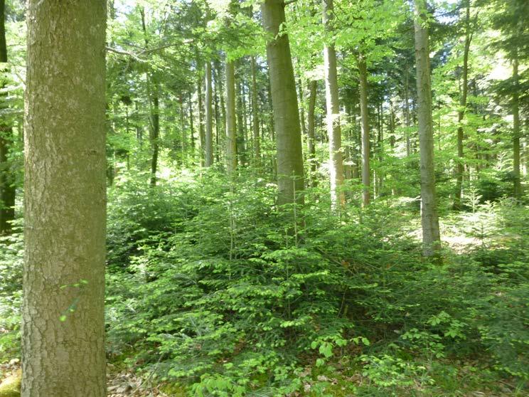 Waldbau/Jagd Was