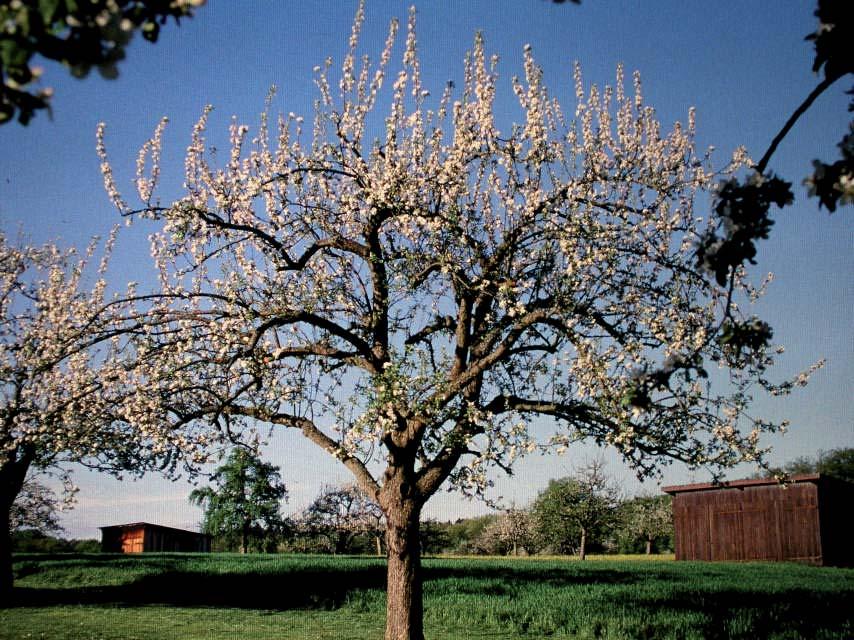 2. Mostprobe Bohnapfel Herkunft: Niederrhein Neiwied, 1750-1800 Anpflanzung: Mitteleuropa Baumbeschreibung: Anfangs schwach, später starker Wuchs breitkugelige