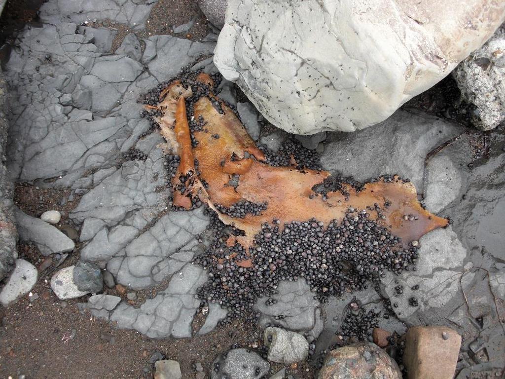 Gibt es weiteres Potential in gemäßigten Breiten? Stromatolithen?