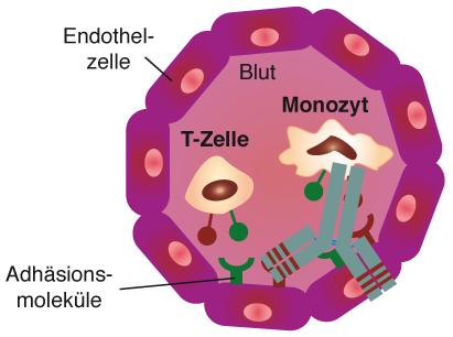 Multiple! Sklerose Natalizumab (Antegren )!