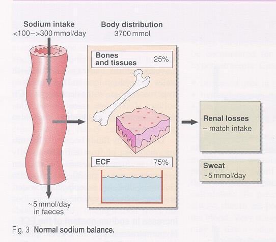Natriumaufnahme <100->300 mmol/tag Verteilung im Körper 3700 mmol Knochen und Gewebe Renale