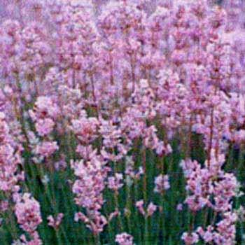 VII, VIII, IX 30 angustifolia ' Loddon Pink ' graugrün,