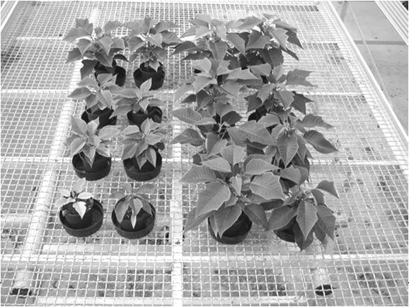 Suppressives Potential in Poinsettien Befall Inf 0 Inf 1 53 % Inf 2 62 % Inf 3 64 %
