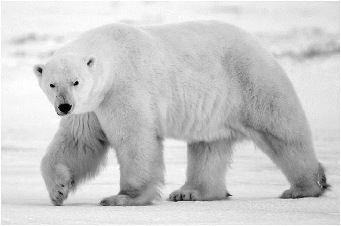 als ihre Umgebung erscheinen. Das Fell des Eisbären hat eine komplizierte Struktur. Es besteht aus sehr dichten Fellhaaren mit zweierlei Längen.