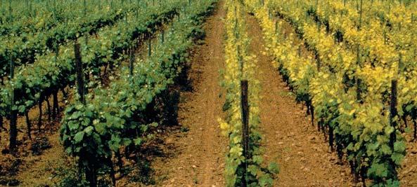 Eisenmangelchlorose im Weinbau Eisenmangelchlorose ist ein wiederkehrendes Problem, das alljährlich wieder deutlich macht, wie wichtig hier eine Behandlung mit einem leistungsstarken und