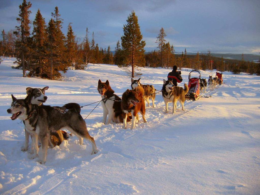 Wildnistour Schlittenhundetour durch Finnisch Lappland Saison 2019 Allen Huskys gemeinsam ist das "Desire to go" - die Leidenschaft am Laufen.