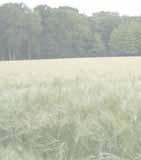 Agrarland Niedersachsen 61 % der Landesfläche Niedersachsens wird landwirtschaftlich genutzt Starker Rückgang des landwirtschaftlichen Grünlandanteils Zunehmende Spezialisierung der Landwirte Rund 15