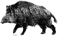 Schwarzwild (Sus scrofa L.) Die Stammeltern unseres Hausschweins profitieren wie kaum eine andere Wildart von den veränderten Bedingungen in unserer Kulturlandschaft.