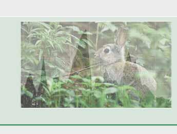 Ausgehend von diesem französischen Experiment breitete sich die Myxomatose innerhalb weniger Jahre über das gesamte mitteleuropäische Verbreitungsgebiet des Kaninchens aus und reduzierte die Besätze.