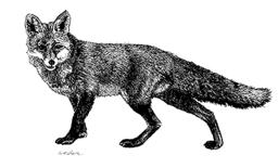 Fuchs (Vulpes vulpes L.) Meister Reineke ist schon seit der Antike Held vieler Fabeln. Seine sprichwörtliche Schläue macht ihn zu einer begehrten Beute unter den Niederwildarten.