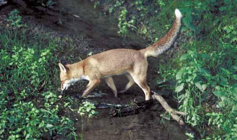 Im südlichen Niedersachsen kommt der Fuchs am häufigsten vor Auffällig ist der Rückgang der Geheckdichte in den Jahren 1995 bis 2003 von 0,55 auf 0,46 Geheck / km 2.