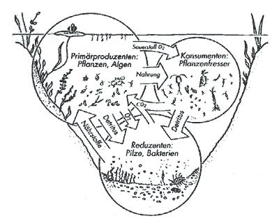 FUNKTION VON NATURFREIBÄDERN Sed., biol.