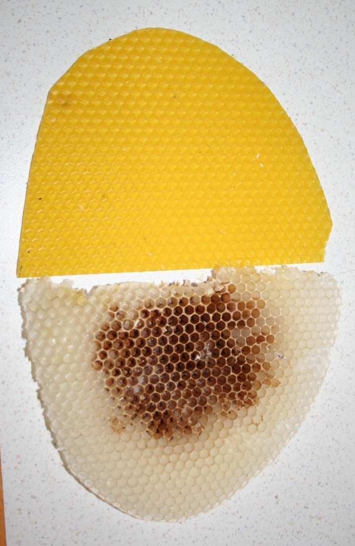 Naturbau bei der Bienenhaltung Kann Naturbau in den Bienenvölkern zugelassen werden, haben diese große Vorteile. Viel weniger Wachsmasse im Nest.