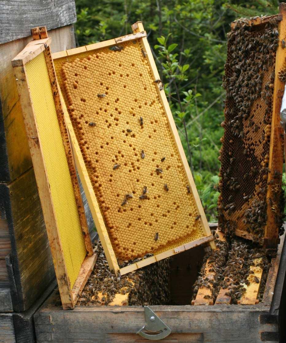 Verminderung der Manipulationstätigkeiten an den Bienenvölkern Beispiel Schwarmverhinderung oder Königinsuchen: Beim Zerlegen des