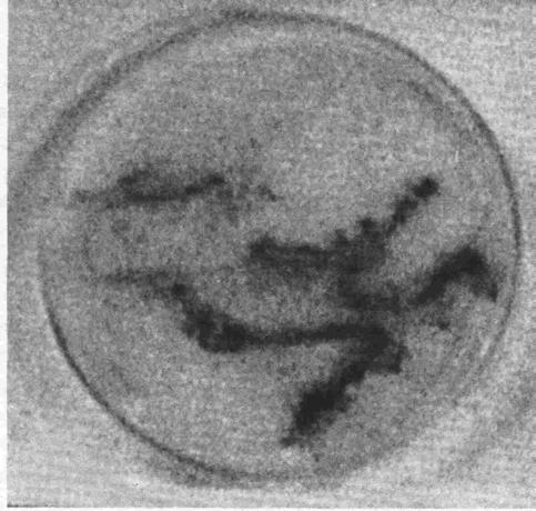 Abb. 7: Petrischale mit einer Kultur ausgewählter Bakterien in einer Mineralienlösung (in einem Nährboden fixiert), auf die ein Mangansalz in Pulverform gestreut wurde.
