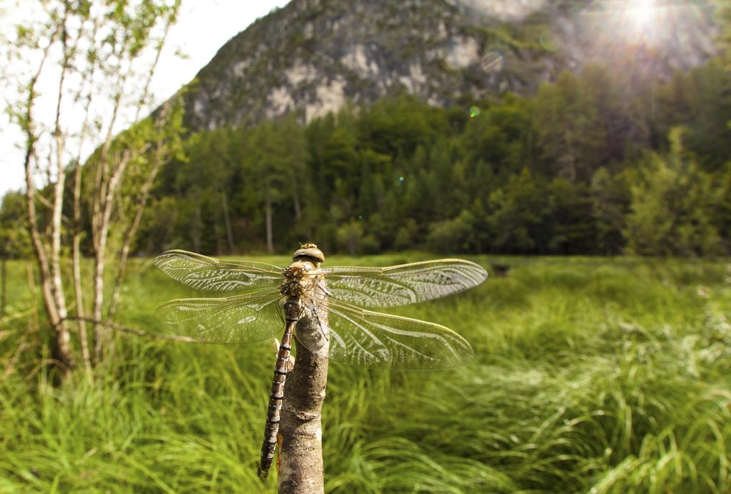 Libellen am Alten See Es ist ein ungewöhnlich warmer, sonniger Frühherbsttag, der einmal mehr Lust auf ein unvergessliches Naturerlebnis in Osttirol macht.