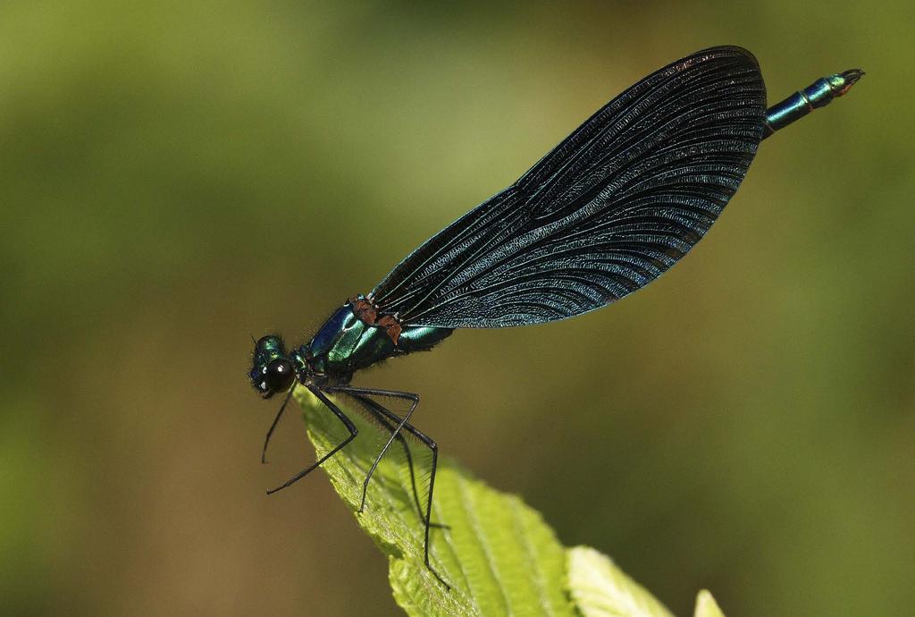 Wissenschaftlicher Artname Deutscher Artname Flugzeit Blauflügel-Prachtlibelle: Aufgrund ihrer Flügelfärbung eine der schönsten heimischen Libellen überhaupt.