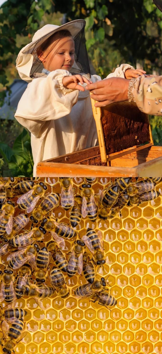 Philosophie Unsee Fimenphilosophie Wi beteiben nachhaltigen Natu- und Umweltschutz mit Hilfe von Untenehmen und deen Investitionen in Bienenvölke.
