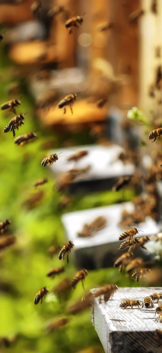 Die Lösung Nachhaltige Investition duch Untenehmen Untenehmen leisten duch Ihe Investition in natunahe und atgeechte Haltung von Bienen einen wichtigen Beitag zum diekten Umweltschutz.
