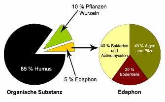 Nahrungsgrundlage