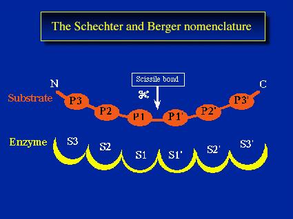 5.1. Die theoretische Ausgangslage Die Auswertungen der Primärstrukturen basieren auf der Nomenklatur von Schechter und Berger [1967] und auf einer Publikation von Coussons et al. [1992].