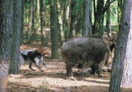 fährtenlauten Hunden auf Gesellschaftsjagden sein. Wild und Jäger stellen sich mit dem Geläut auf die bevorstehende Situation ein.