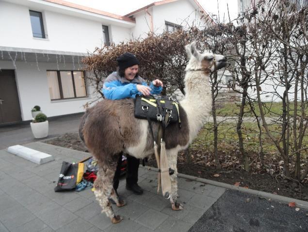 Am Nachmittag wurden wir von Elsbeth Schmutz mit den Lamas Mistral