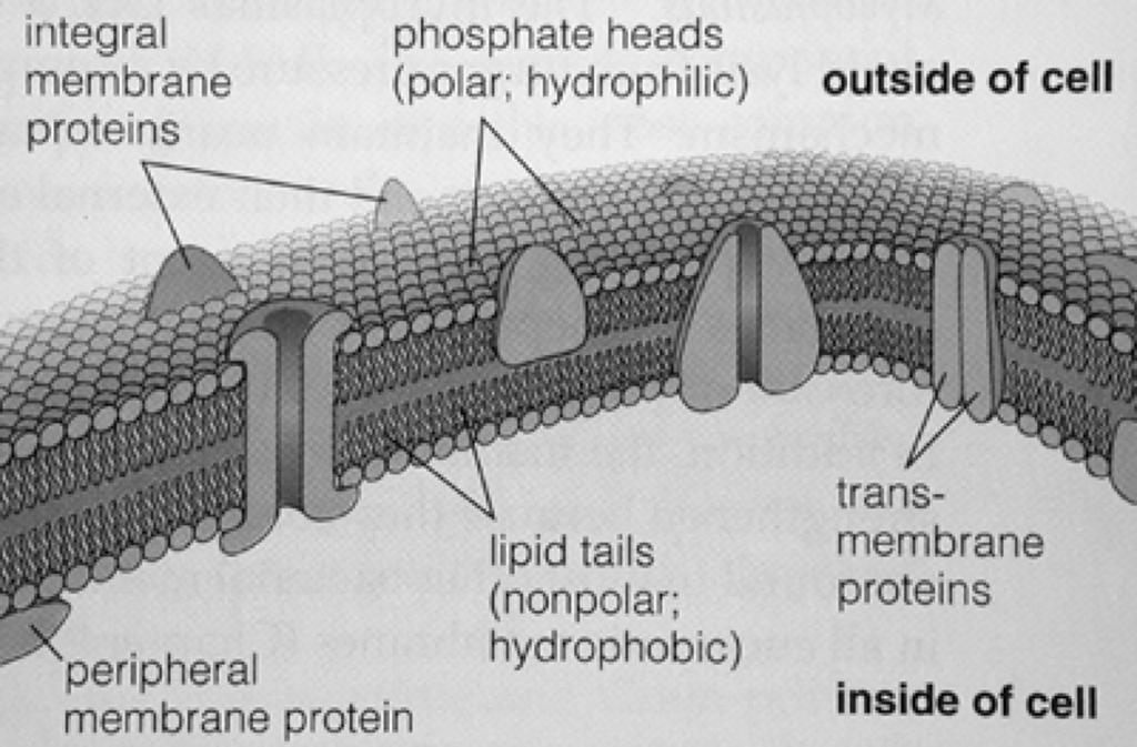 Die Cytoplasmamembran Der Aufbau der Cytoplasmamembran ist bei allen Lebewesen gleich (Ausnahme: Archaeen), daher spricht man von der Einheitsmembran.