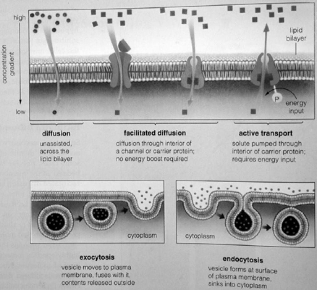 Membrantransport Eukaryonten können an ihrer Außenmembran Vesikel ins Zellinnere abschnüren (Endocytose) und so kleine Tropfen trinken (