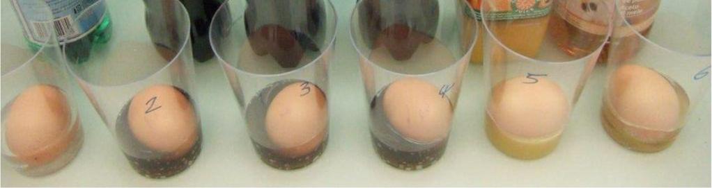 Die Eier müssen gut gekennzeichnet sein, sodass man nach dem Versuch