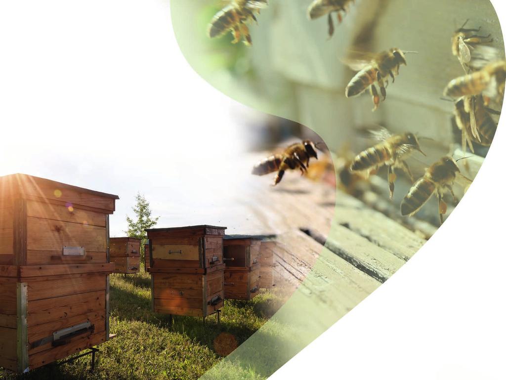 Bayer und Bienen Bienen und andere Bestäuber sind wichtig für Bayer, weil die Bestäubung für unsere Kunden, die Landwirte, von zentraler Bedeutung ist.