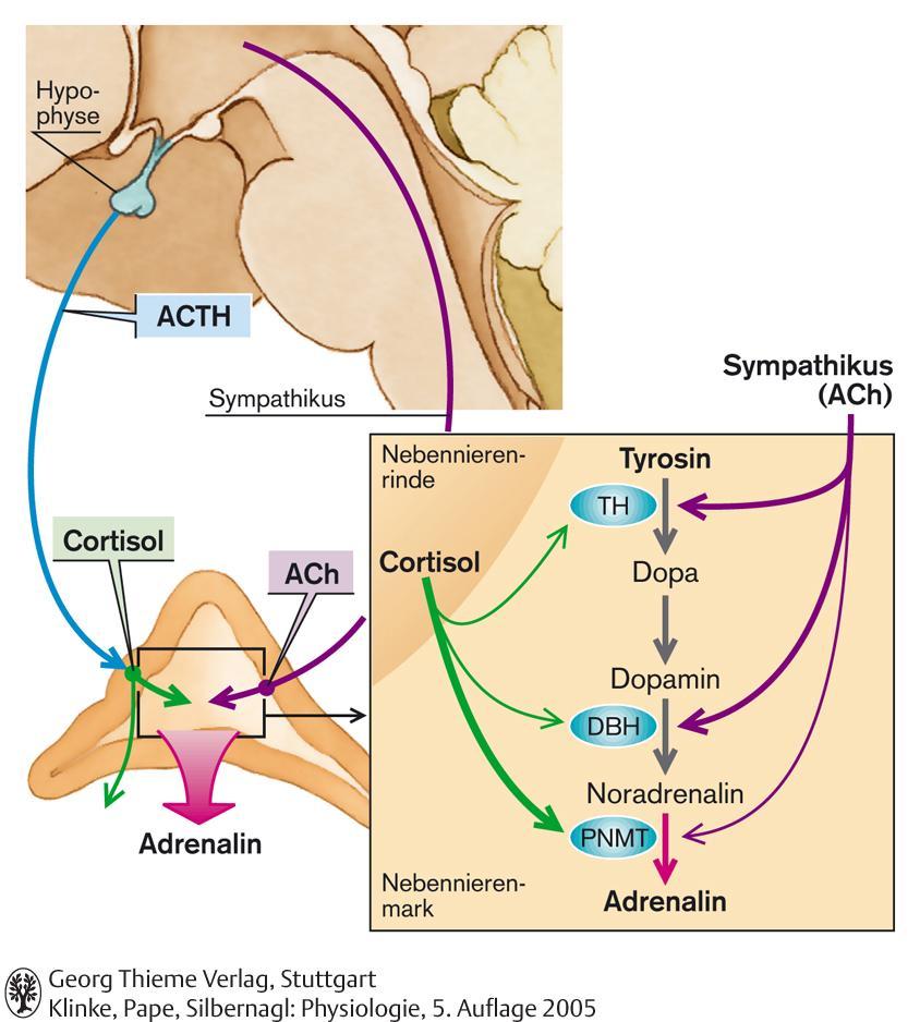 Parakrine Effekte von Cortisol auf die Catecholaminsynthese