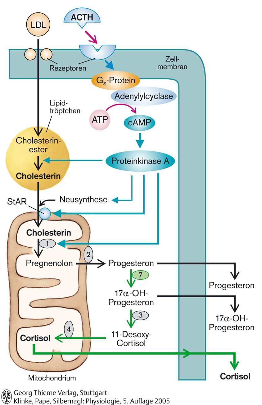 Wirkungen von ACTH auf die Kortikoidsynthese