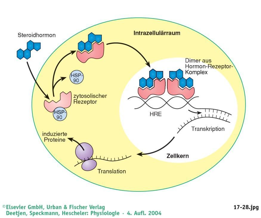 Hormontransport Aldosteron Frei: 40% Gebunden: -Albumin 40% -CBG 20% CBG: Cortisolbindendes Globulin