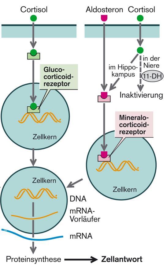 Hormonkonzentration im Plasma: