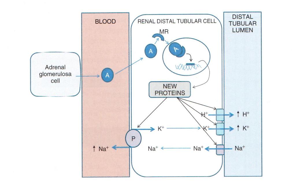 Wirkungen von Aldosteron Blut distaler Tubulus Lumen Nebennierenrinde Zona glomerulosa PROTEIN- BIOSYNTHESE H 2 O H 2 O