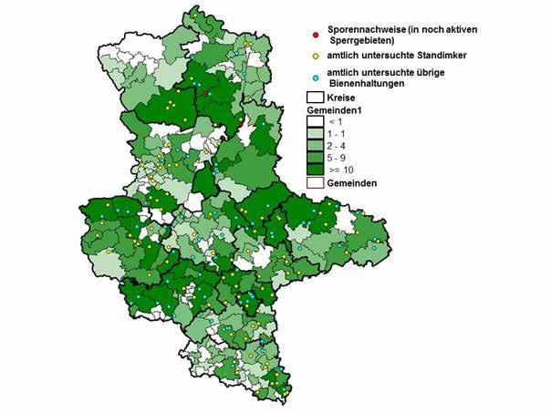 Amtliche Überwachung nach Seuchenfeststellung Die Wirksamkeit von AFB-Sanierungsmaßnahmen wird in Sachsen-Anhalt durch amtliche Nachuntersuchungen mit Hilfe von Futterkranzproben überprüft.