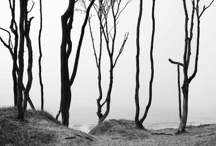 Galerien Deutscher Wald Fotografien von Solveig Faust Seit der Romantik gilt die Eiche als Symbol der Deutschen.