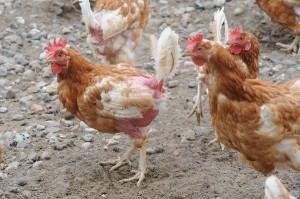 Kannibalismus beim Geflügel Warum frisst das Huhn Federn?