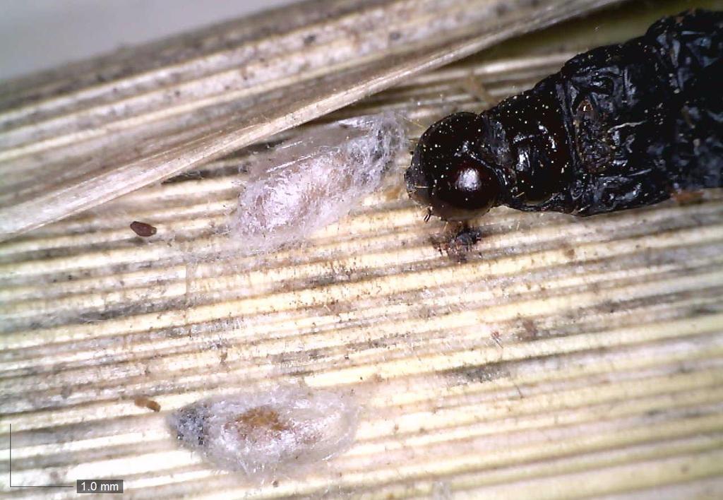Maiszünsler Parasitierung 2018 parasitische Hautflügler