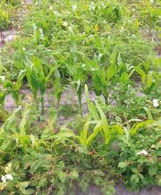 Problemunkräuter, breites Wirkungsspektrum und Langzeitwirkung 1,5 l/ha Dieses Herbizid hat ganz besondere Eigenschaften: MaisTer power bekämpft höchst wirkungsvoll Schadpflanzen.