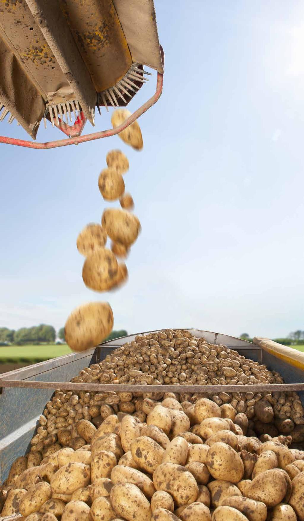 Kartoffeln im Jahr 2019 Zu klein für Pommes?