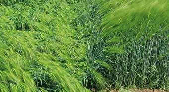 Cerone erhöht ebenfalls die Stabilität des Getreides durch die guten Einkürzungs effekte. Lager getreide wird vermieden.