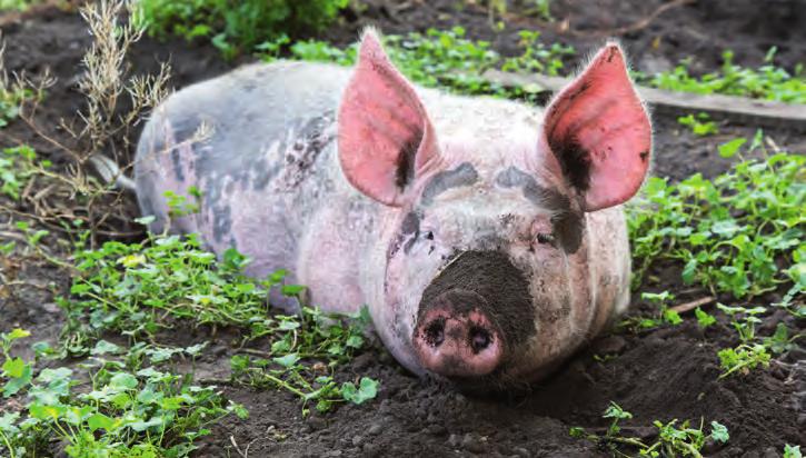 0,75 Quadratmeter Bodenfläche sind in Deutschland für Schweine zwischen 50 und 110 Kilogramm Gewicht vorgeschrieben, viele Tiere werden in engen Kastenständen gehalten.