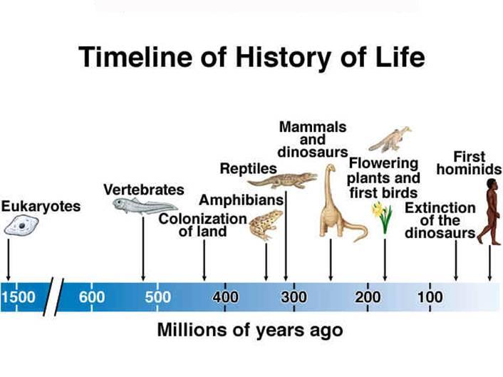 Evolution des Lebens auf der Erde Archaebacteria Bacteria < 2000-3000 wenige Arten Einzeller wenige