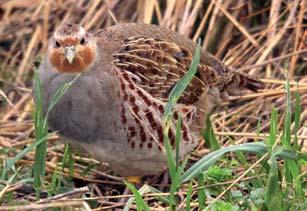 Wissenswertes aus der Vogelwelt 22 Einst war das Rebhuhn (Perdix perdix) sachsenweit ein häufiger Brutvogel bis in die Höhen des Erzgebirgskammes.
