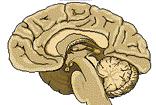 Einführung & Grundbegriffe Vorbild Biologie Gehirn In der Vergangenheit wurden Forscher aus den verschiedensten Fachgebieten durch das biologische Vorbild