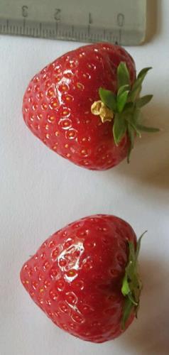 Amandine: Die Sorte Amandine bildet eher rundliche Früchte, die zum Teil eine starke rot bis sogar dunkelrot-färbung besitzen.